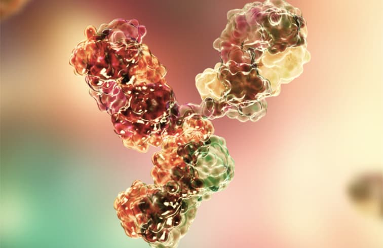 3D-Abbildung von monoklonalen Antikörpern